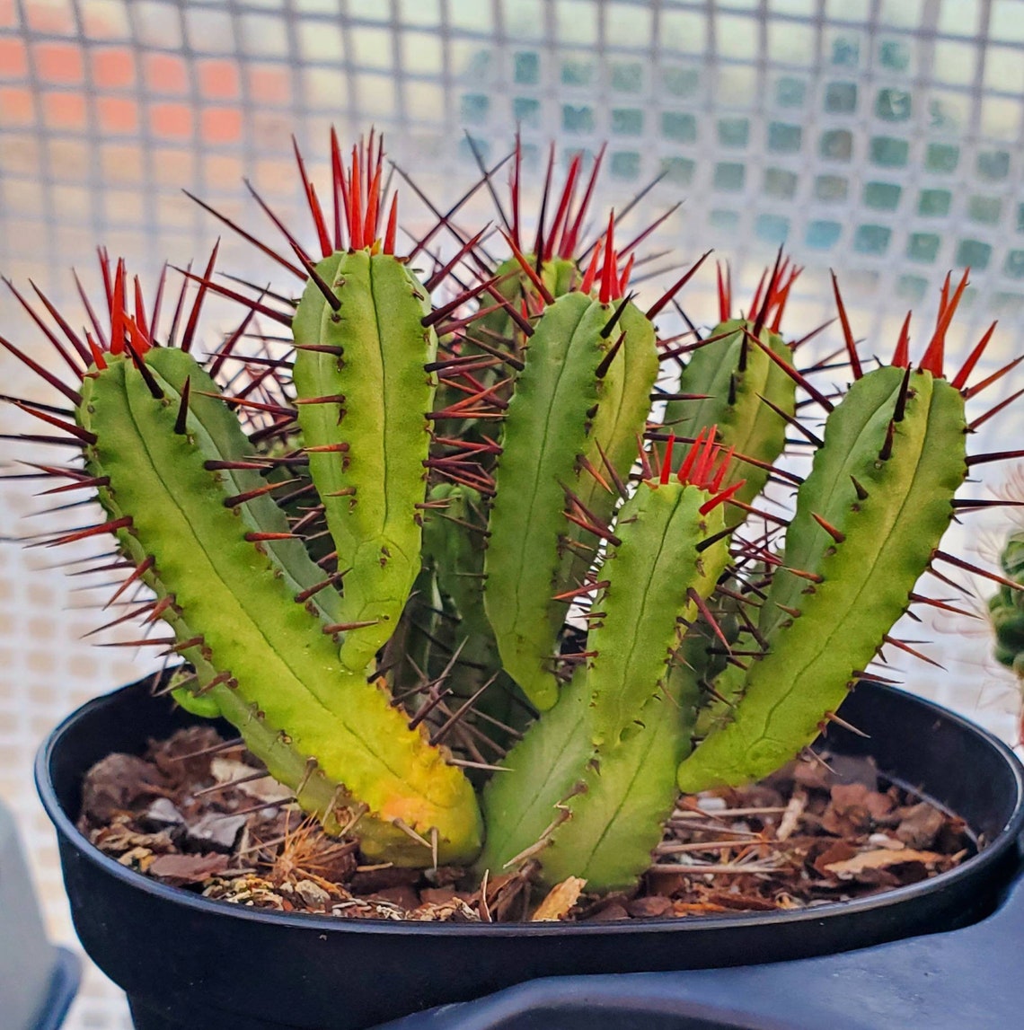 Euphorbia Enopla Pincushion Euphorbia 4 Pot Beautiful Etsy