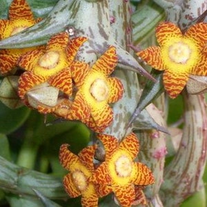 Orbea schweinfurthii (Star Fish Plant), Beautiful Gold Blooms, 2.5" Pot, 4 to 5 healthy stems ready to Bloom, ships with pot