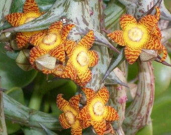 Orbea schweinfurthii (Star Fish Plant), Beautiful Gold Blooms, 2.5&quot; Pot, 4 to 5 healthy stems ready to Bloom, ships with pot