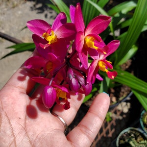 Rare Ground Orchid Bletilla Fushia Plum Striata Miniature Hybrid, grows up to 6 inches image 2