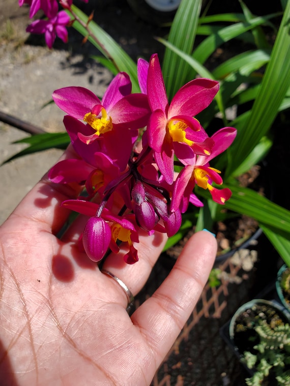 Rare Ground Orchid Bletilla Fushia Plum Striata Miniature Hybrid, grows up to 6 inches ships no pot