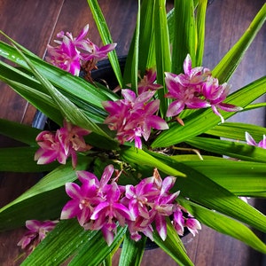 Rare Ground Orchid Bletilla Striata Miniature Hybrid, grows up to 6 inches
