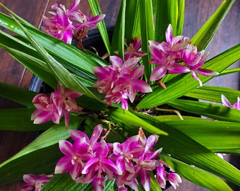 Rare Ground Orchid Bletilla Striata Miniature Hybrid, grows up to 6 inches