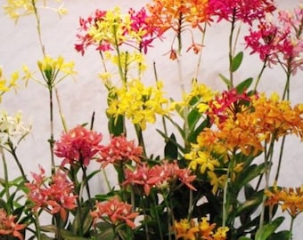 Reed Orchid or Fire Orchid, (Epidendrum radicans) 10 to 12&quot; Live Rooted Cuttings (2) choose your color Orange, Purple, Red, Yellow or Pink W