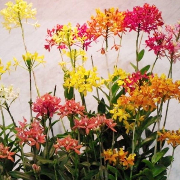 Reed Orchid or Fire Orchid, (Epidendrum radicans) 10 to 12" Live Rooted Cuttings (2) choose your color Orange, Purple, Red, Yellow or Pink W