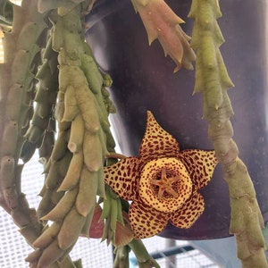 Orbea Variegated also known as Starfish Flower, 2.5 inch pot 4 to 5 healthy stems ready to Bloom stunning Brown and Yellow Flowers 画像 2