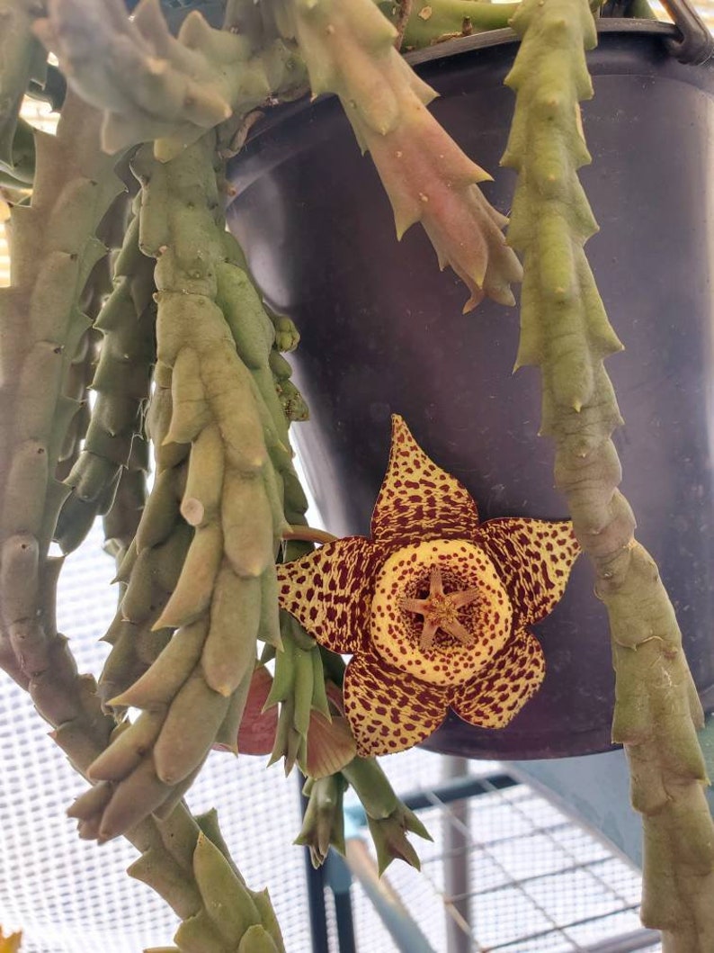 Orbea Variegated also known as Starfish Flower, 2.5 inch pot 4 to 5 healthy stems ready to Bloom stunning Brown and Yellow Flowers image 2