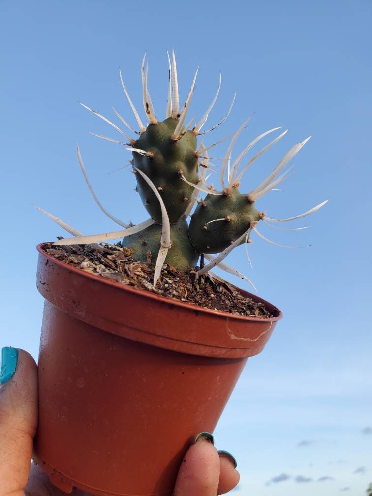 Rare Tephrocactus Articulatus Papyracanthus-paper Spine Rare Tephrocactus Articulatus Papyracanthus-paper Spine
