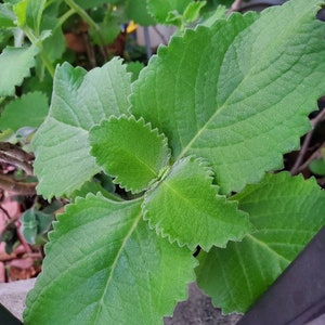 2 Organic Cuban Oregano Live plant, Cutting. Also known as Plectranthus amboinicus 10 to 12 inches Tall cuttings. image 6