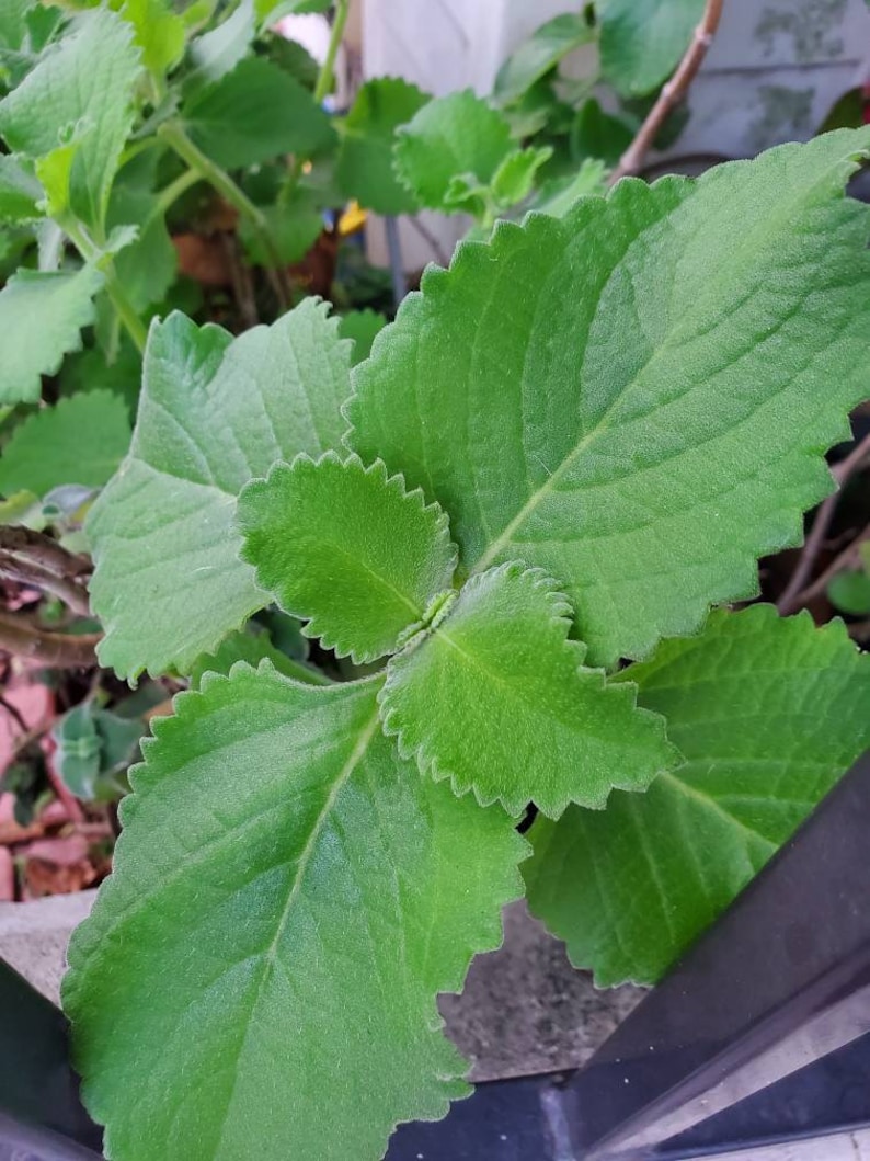 2 Organic Cuban Oregano Live plant, Cutting. Also known as Plectranthus amboinicus 10 to 12 inches Tall cuttings. image 6