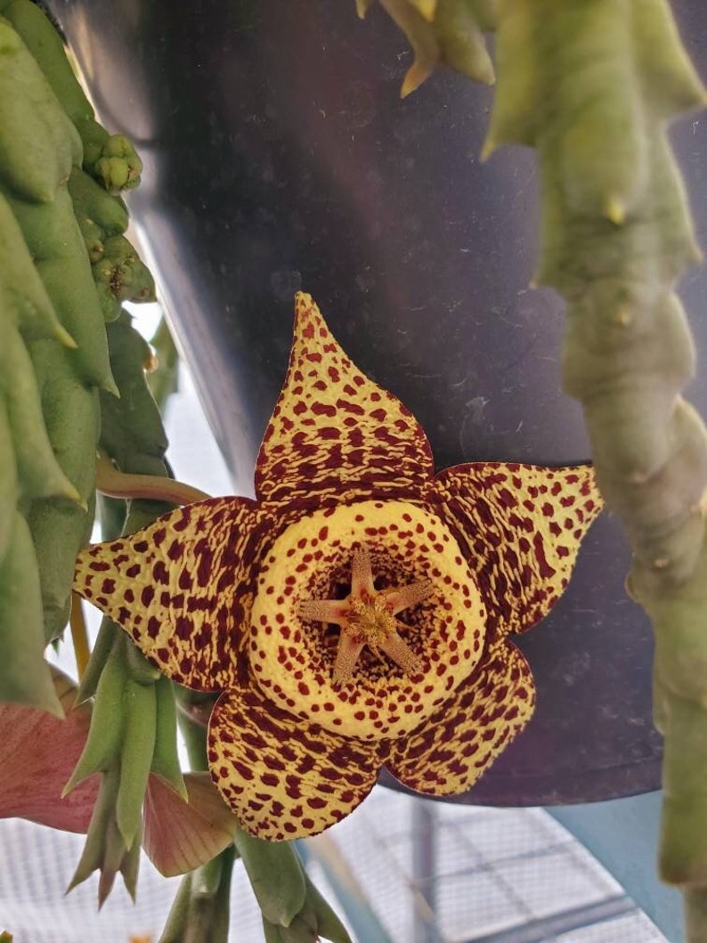 Orbea Variegated also known as Starfish Flower, 2.5 inch pot 4 to 5 healthy stems ready to Bloom stunning Brown and Yellow Flowers image 1