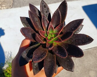 【即完売✦echeveria✦クラシック✦フレンチ✦トラウザー✦ ブラック1✦】 il_340x270.3817091765_1geu.jpg