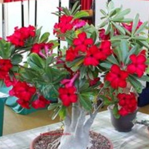 Adenium Obesum, Red Flowers also known as Desert Rose, 4 to 5 Years old Live Rooted Plant, Beautiful thick caudex ships no Pot