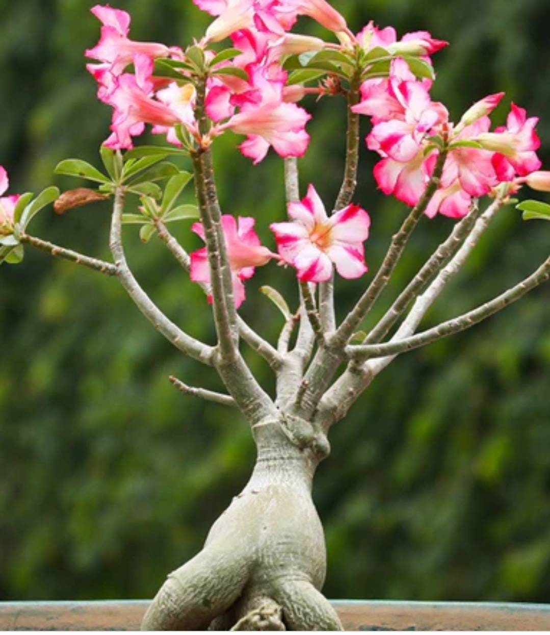 Adenium Obesum Also Known as Desert Rose 4 to 5 Years Old - Etsy