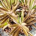 see more listings in the SUCCULENTS section