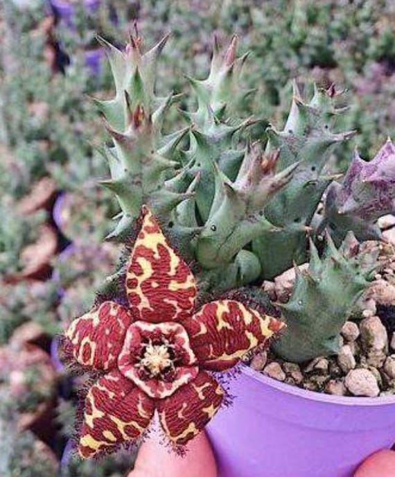 Orbea Semota Variegated Also Known as Brown Orbea 2.5 Inch Pot 4