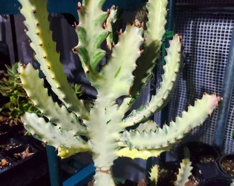 Euphorbia Lactea, Hermosa Planta Viva Variegada de Cactus Fantasma de 8 a 10 pulgadas de alto y tamaño grande de 16 a 18" de alto, Barcos enraizados sin maceta