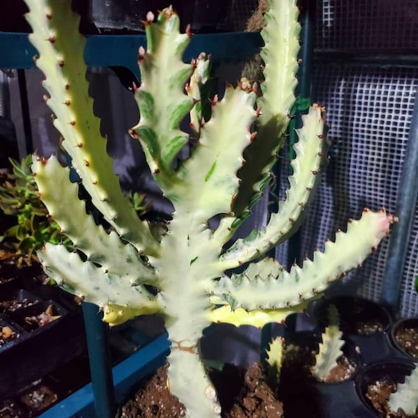 Euphorbia Lactea, Beautiful Ghost Cactus Variegated Live Plant 8 to 10 inches tall and Big size 16 to 18" Tall, Unrooted Ships no Pot