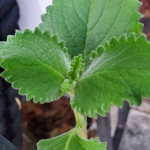 2 Organic Cuban Oregano Live plant, Cutting. Also known as Plectranthus amboinicus 10 to 12 inches Tall cuttings. image 3