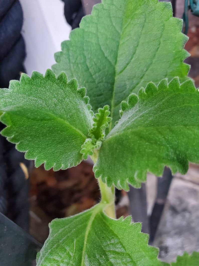 2 Organic Cuban Oregano Live plant, Cutting. Also known as Plectranthus amboinicus 10 to 12 inches Tall cuttings. image 3