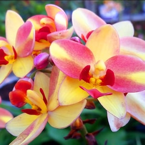 Spathoglottis plicata, Tropical Peach Ground Orchid, Beautiful Blooming Rooted Live Plant, color Yellowish Pink, ships no pot