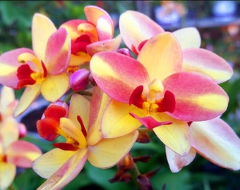 Spathoglottis plicata, Tropical Peach Ground Orchid, Beautiful Blooming Rooted Live Plant, color Yellowish Pink, ships no pot