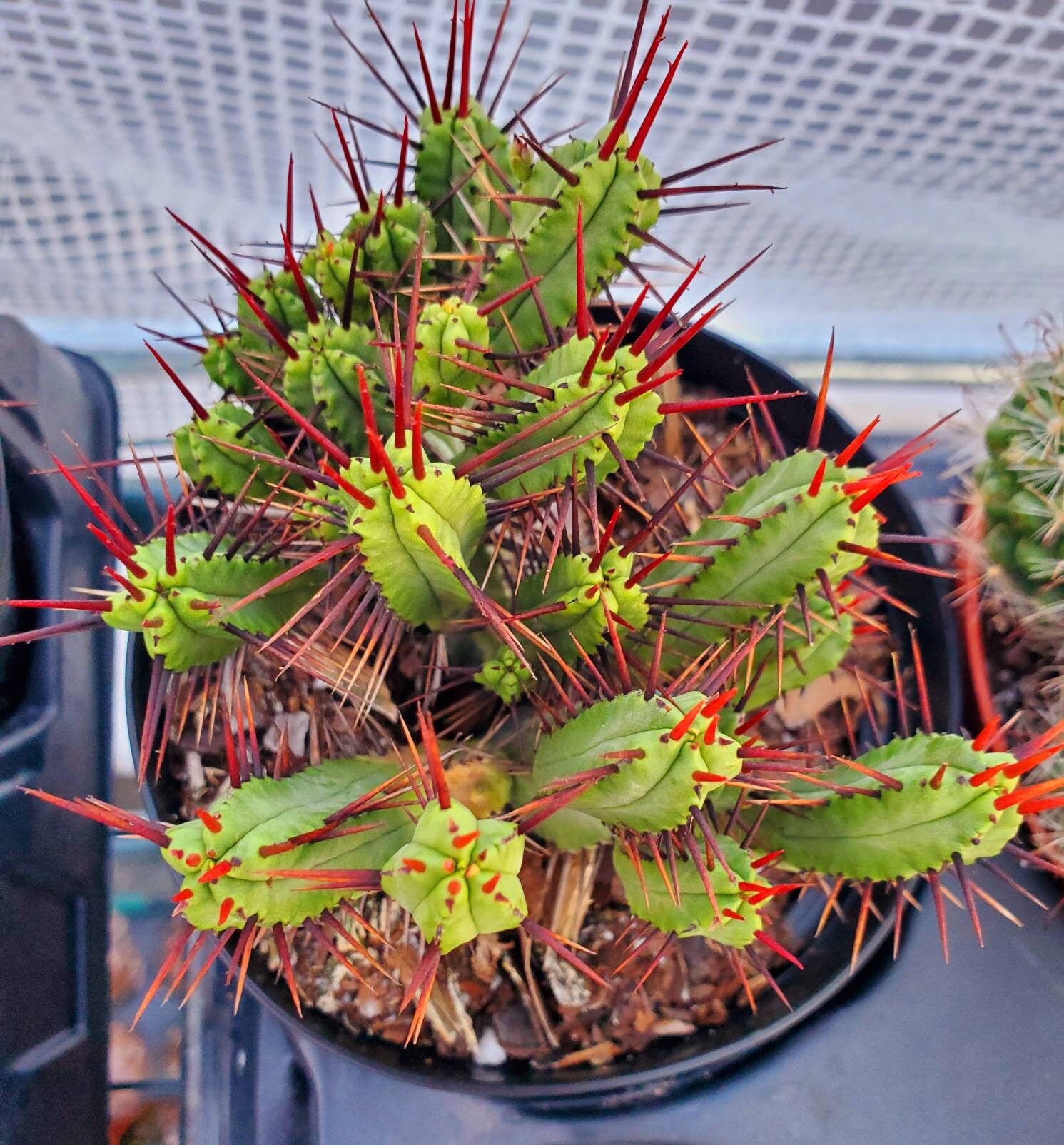 Euphorbia Enopla Pincushion Euphorbia 4 Pot Beautiful Etsy