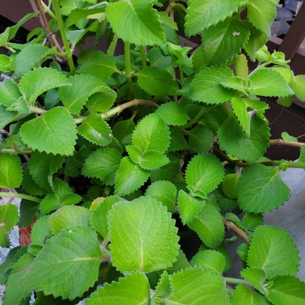 2 Organic Cuban Oregano Live plant, Cutting. Also known as Plectranthus amboinicus 10 to 12" inches Tall cuttings.