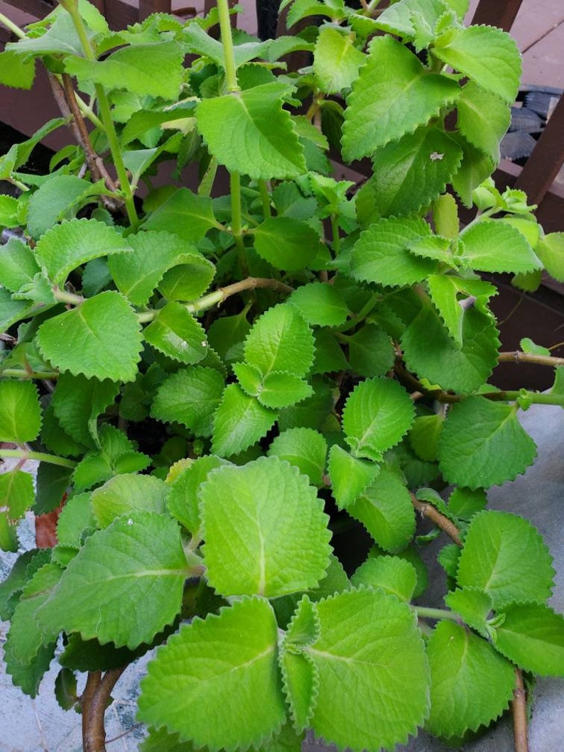 2 Organic Cuban Oregano Live plant, Cutting. Also known as Plectranthus amboinicus 10 to 12 inches Tall cuttings. image 1