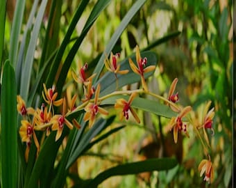 Orchidée Cymbidium Finlaysonianum exotique, résistante au froid Belles fleurs parfumées pendantes longues sur une rangée de fleurs pendantes toute l'année