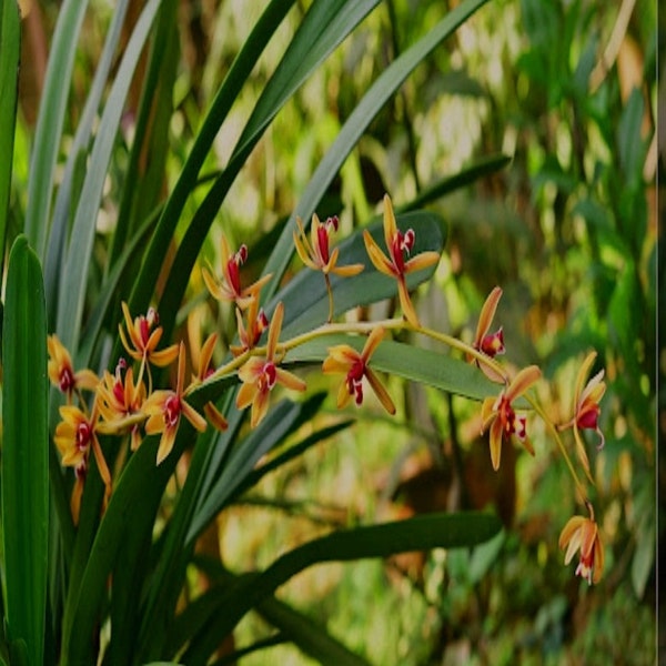 Exotic Cymbidium Finlaysonianum Orchid, cold hardy Beautiful long hanging scented flowers on pendulous strand of Blooms all year long