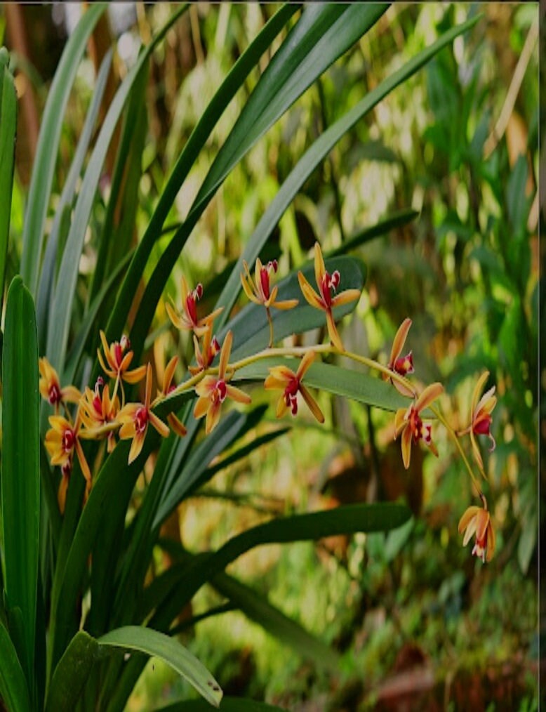 Exotic Cymbidium Finlaysonianum Orchid, cold hardy Beautiful long hanging scented flowers on pendulous strand of Blooms all year long