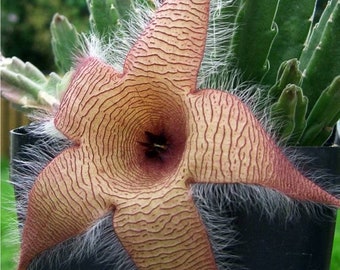 Rare Staplelia Gigantea Blooming, Zulu giant, carrion plant and toad plant are other names, you will receive 6 to 7 Healthy steams in 4" Pot