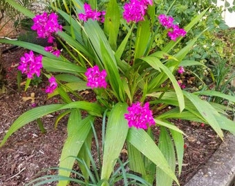 Spathoglottis plicata, Ground Orchid, Beautiful Blooming Rooted Live Plant, color Purple, ships no pot