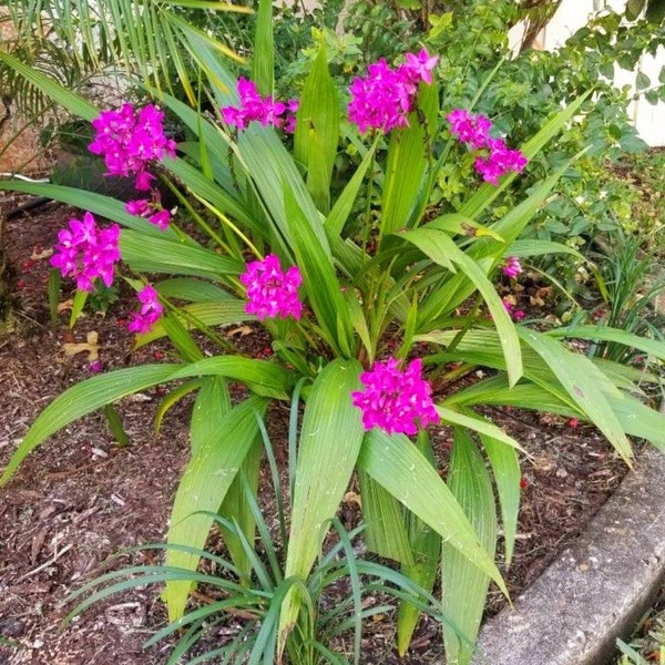 Spathoglottis plicata, Ground Orchid, Beautiful Blooming Rooted Live Plant, color Purple, ships no pot