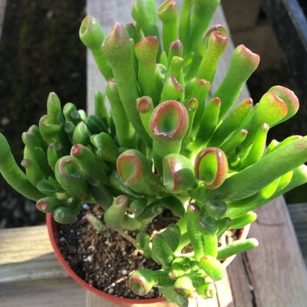 Rare Gollum Jade Crassula  Ovata, Beautiful & Big Shrek's Ears, Live Rooted 4 inch Pot