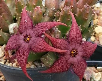 Stapelia schinzii var. angolensis Amazingly rare 2.5" Pot, 6 to 7 healthy stems ready to Bloom, ships with pot
