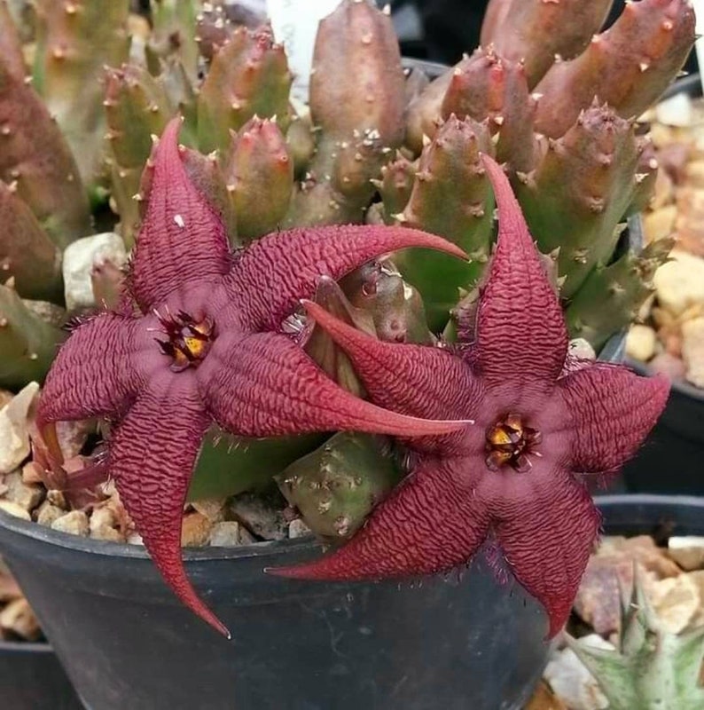 Stapelia schinzii var. angolensis Amazingly rare 2.5 Pot, 6 to 7 healthy stems ready to Bloom, ships with pot image 1