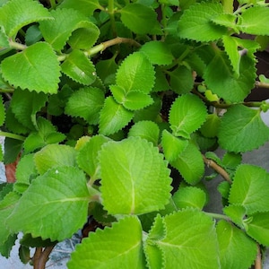 2 Organic Cuban Oregano Live plant, Cutting. Also known as Plectranthus amboinicus 10 to 12 inches Tall cuttings. image 4