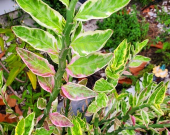 Euphorbia tithymaloides - Variegated Devil's Backbone 4 unrooted cuttings 12" to 14 inches Tall