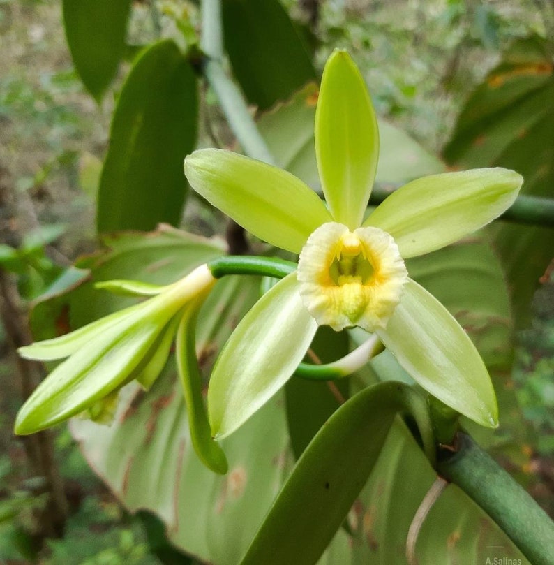 Vanilla planifolia, Vanilla Orchid, 20' to 22' inches long ships no pot or Totem. zdjęcie 2