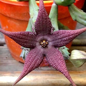 Stapelia schinzii var. angolensis Amazingly rare 2.5 Pot, 6 to 7 healthy stems ready to Bloom, ships with pot image 2