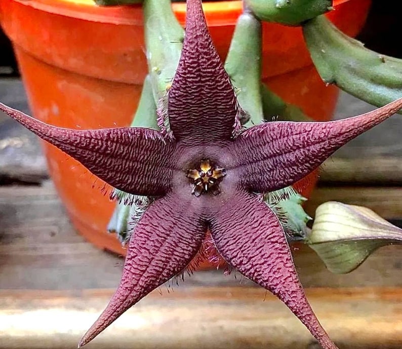Stapelia schinzii var. angolensis Amazingly rare 2.5 Pot, 6 to 7 healthy stems ready to Bloom, ships with pot image 2