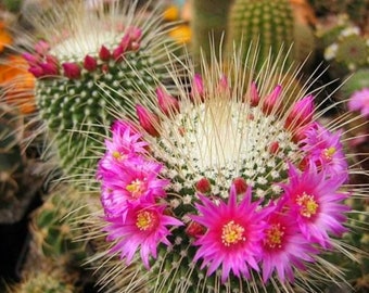 Mammillaria Spinosissima , also known as the spiny pincushion cactus, Big & Beautiful about to bloom ships in 4 inch pot