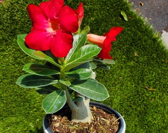 Adenium Obesum, also known as Desert Rose 10&quot; to 12&quot; inches Tall, Beautiful Red Healthy One Year old Live Rooted Plant