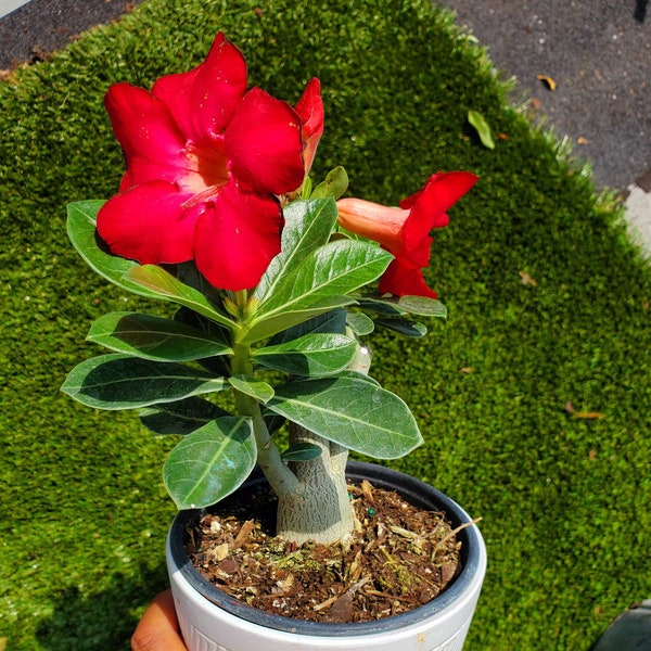 Adenium Obesum, also known as Desert Rose 10" to 12" inches Tall, Beautiful Red Healthy One Year old Live Rooted Plant