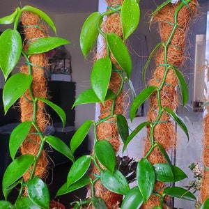 Vanilla planifolia, vanille-orchidee, 20 'tot 22' inch lang wordt geleverd zonder pot of totem.