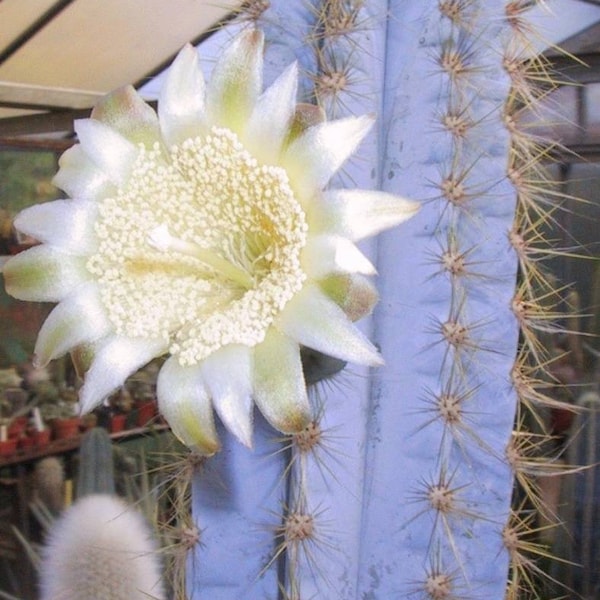 Rare Blue Torch Cactus, Pilosocereus azureus, Blue Columnar Cactus, Beautiful Live Plant Rooted, Tall 14 to 16 inches tall ships no pot