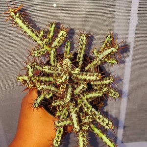 Rare Euphorbia Aeruginosa, Crimson Needle Plant, Miniature Saguaro Big & Exotic Cacti to have, Bushy ships with pot image 3