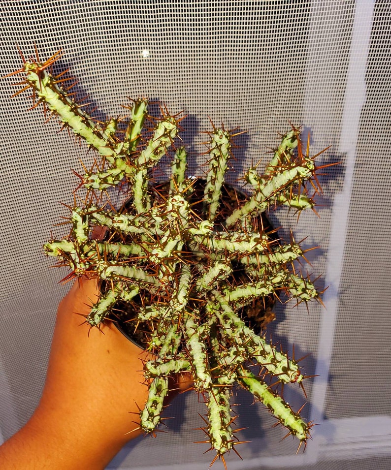 Rare Euphorbia Aeruginosa, Crimson Needle Plant, Miniature Saguaro Big & Exotic Cacti to have, Bushy ships with pot image 3